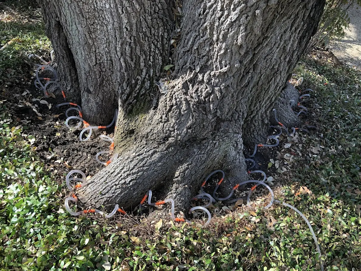 Detailed Tree Cabling and Bracing job site in Gobles