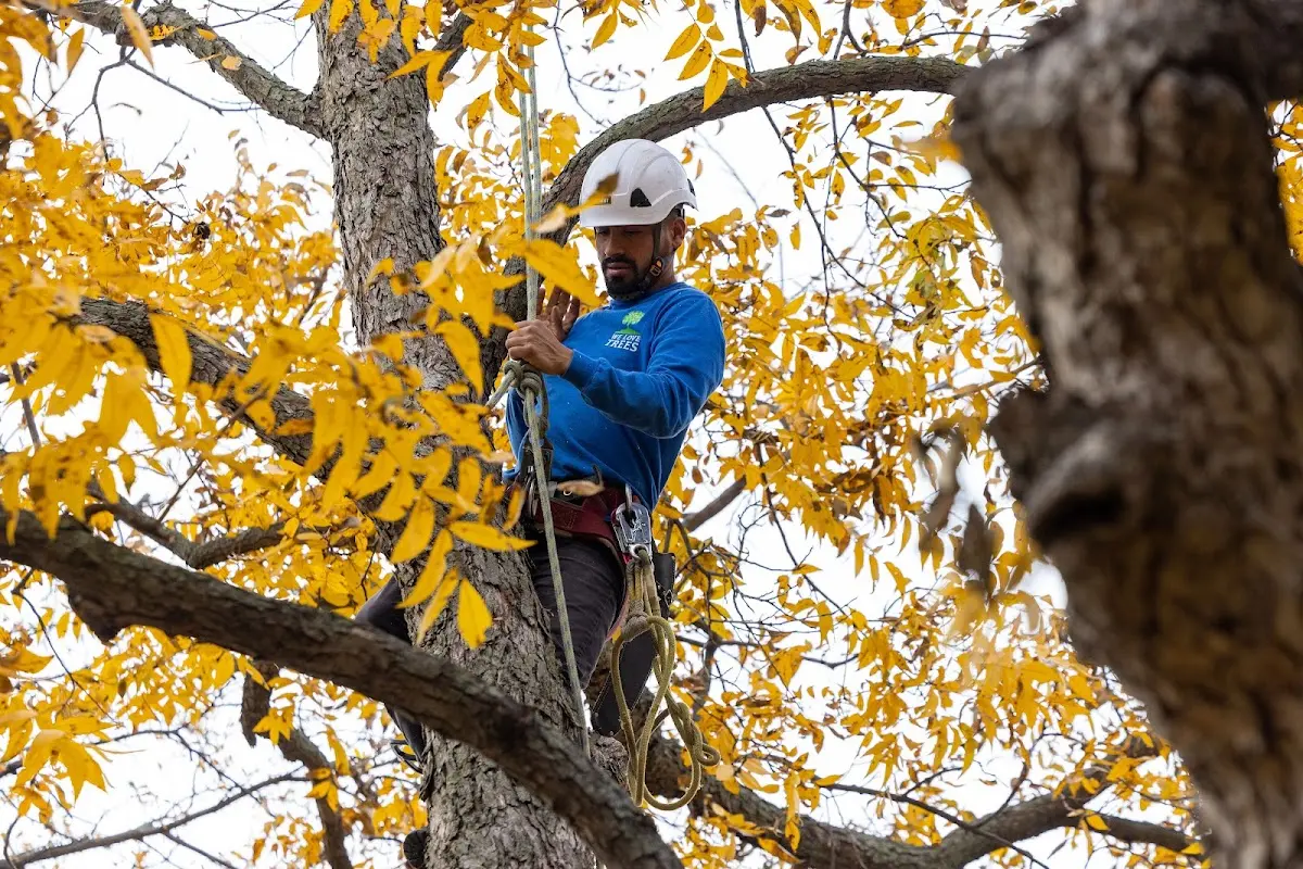 Skilled Tree Planing crew working in Gobles